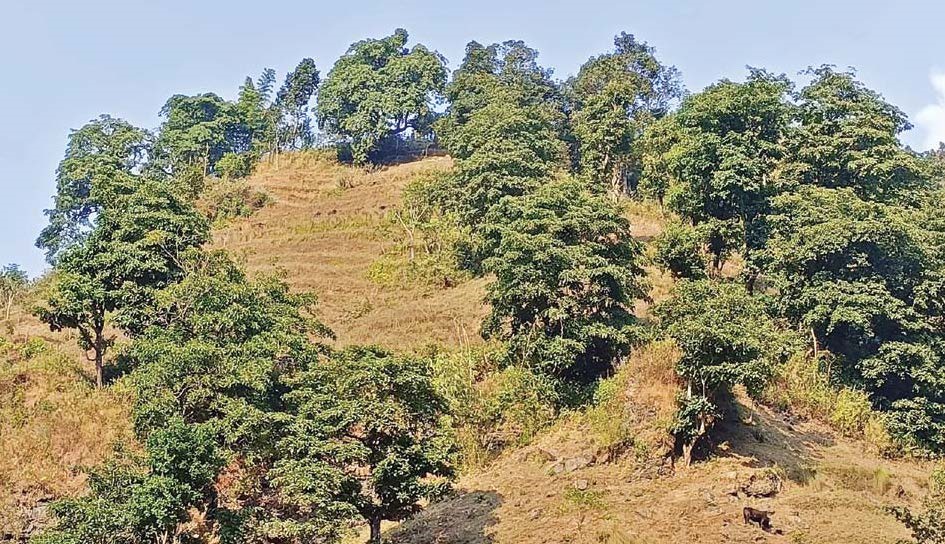 Back to the roots: Chepangs growing chiuri trees, understanding the importance of these multifaceted species