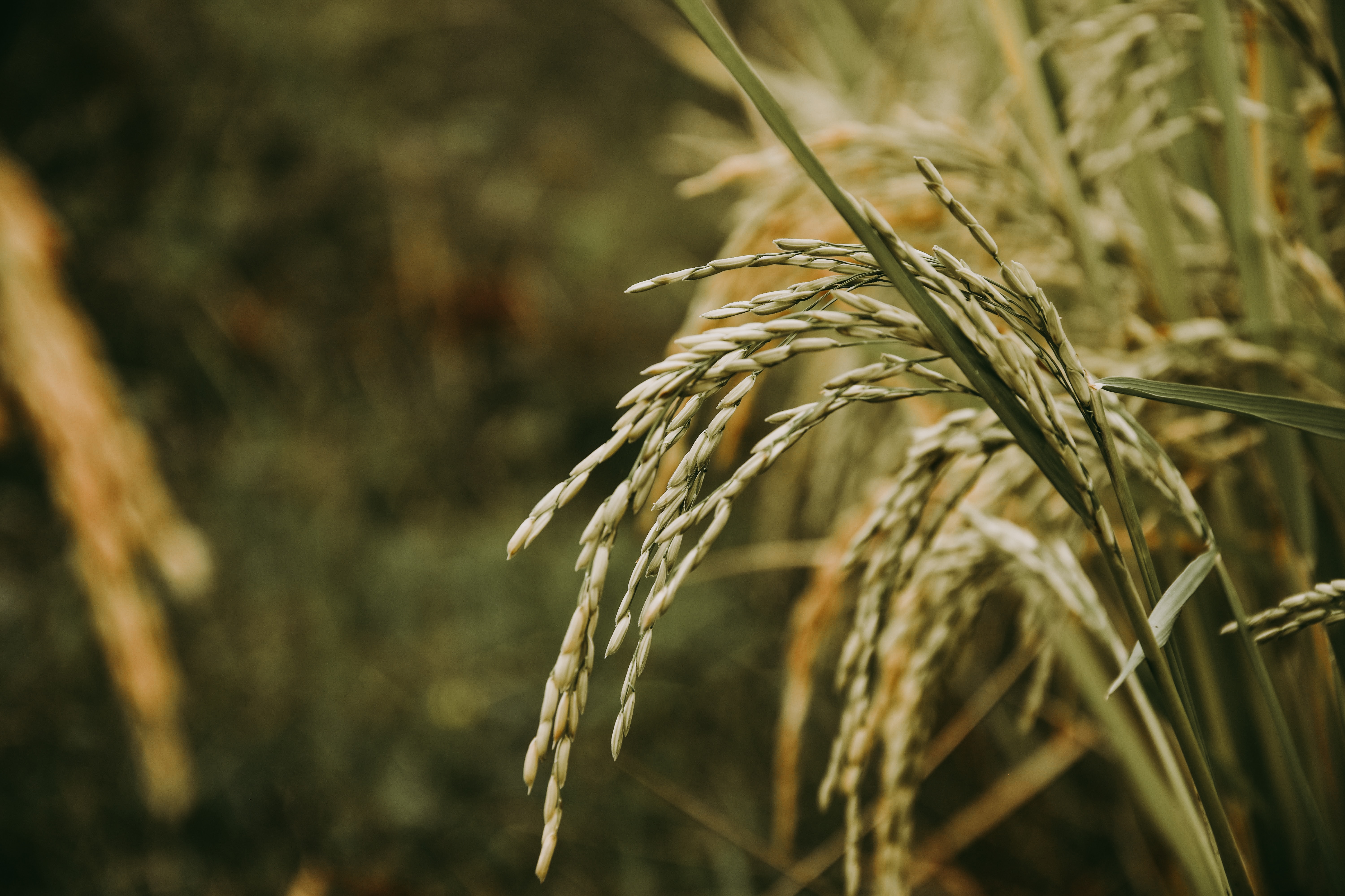 Rice prices expected to go up after India imposes 20 per cent export duty on parboiled rice