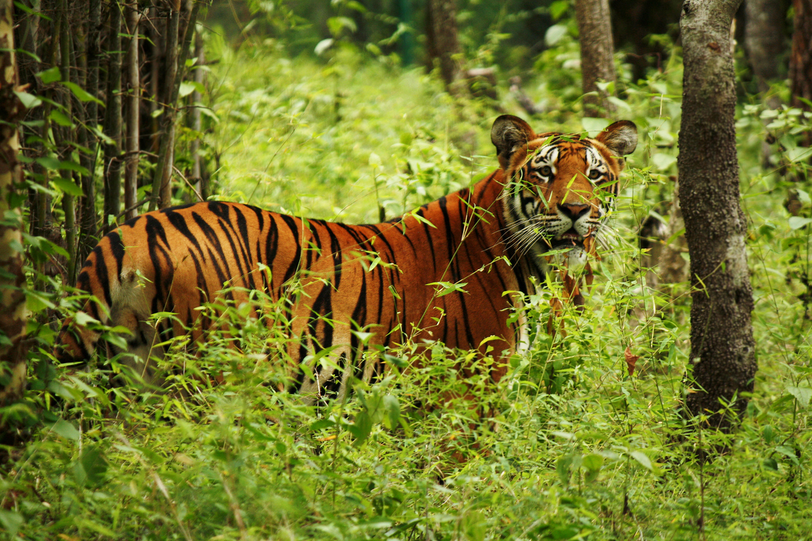 Fear and hardship for the last community inside Chitwan, Nepal’s tiger central