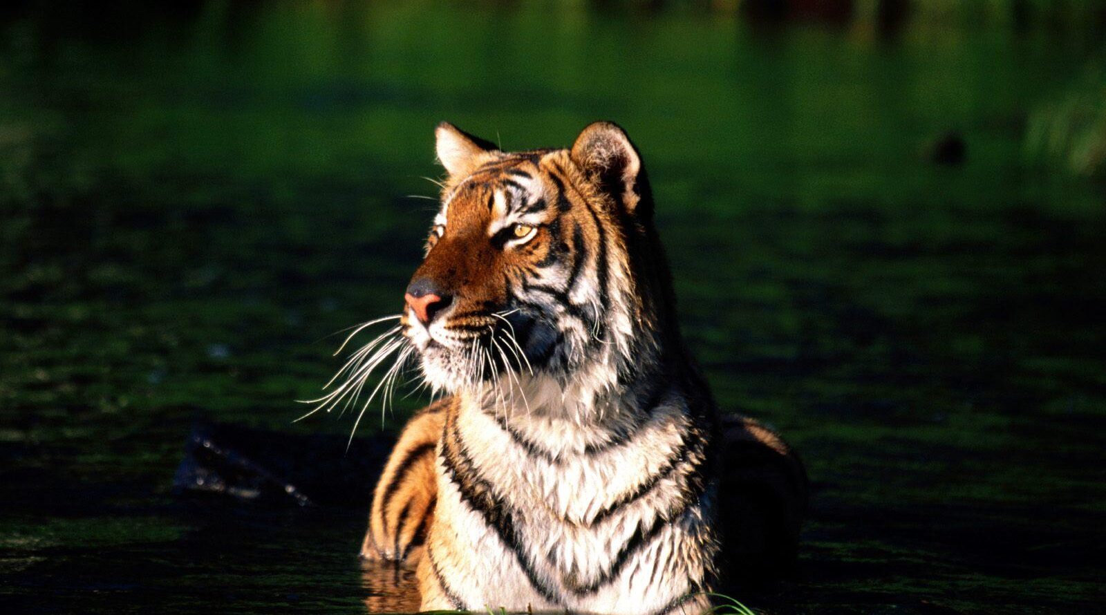 Habitat problem arises as tiger population rises