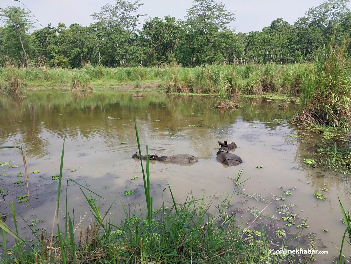 Koshi Tappu Wildlife Reserve collects Rs 4 million in revenue