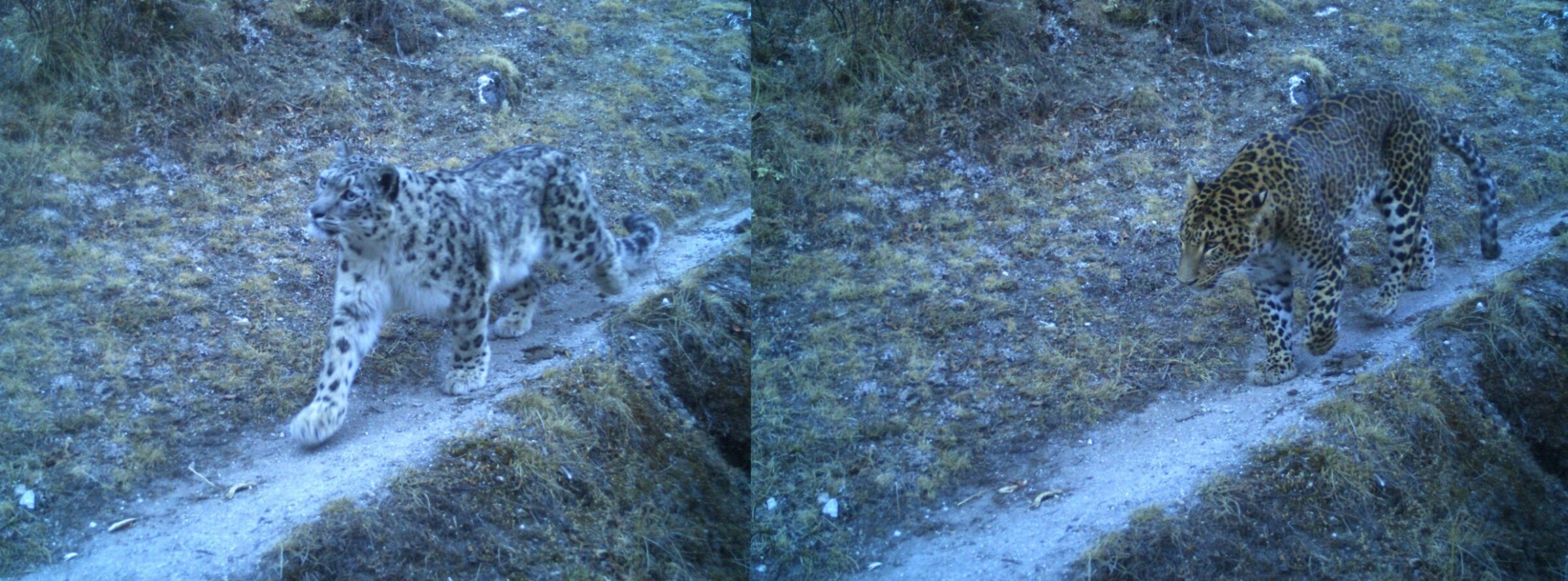 Nepali researchers spot both snow leopard and common leopard in same location