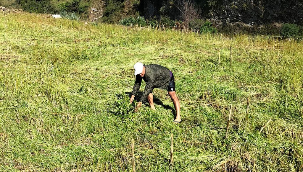 Unseasonal rainfall affecting farmers throughout the country