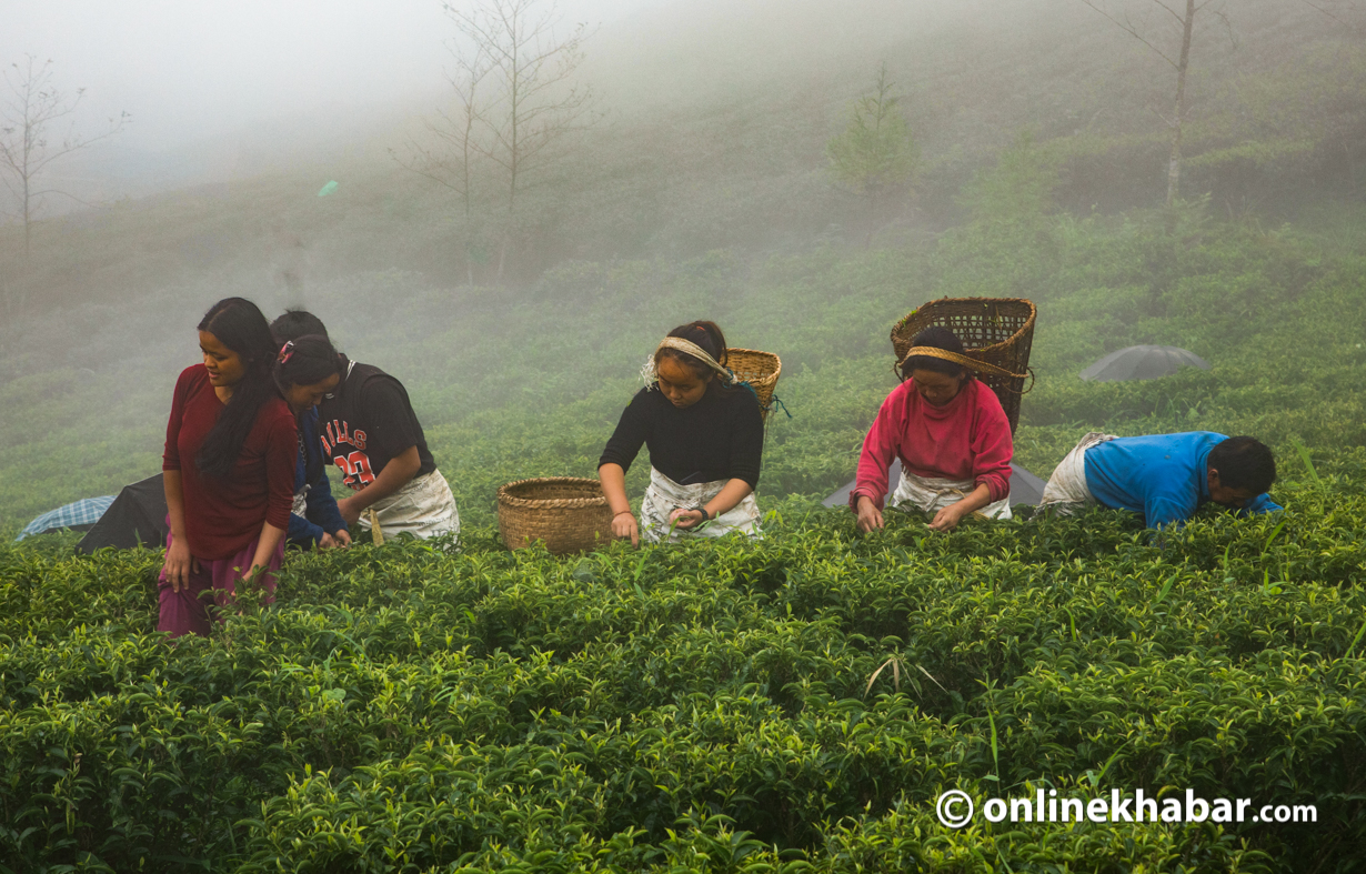 Ilam to host International Tea Festival on June 8-10