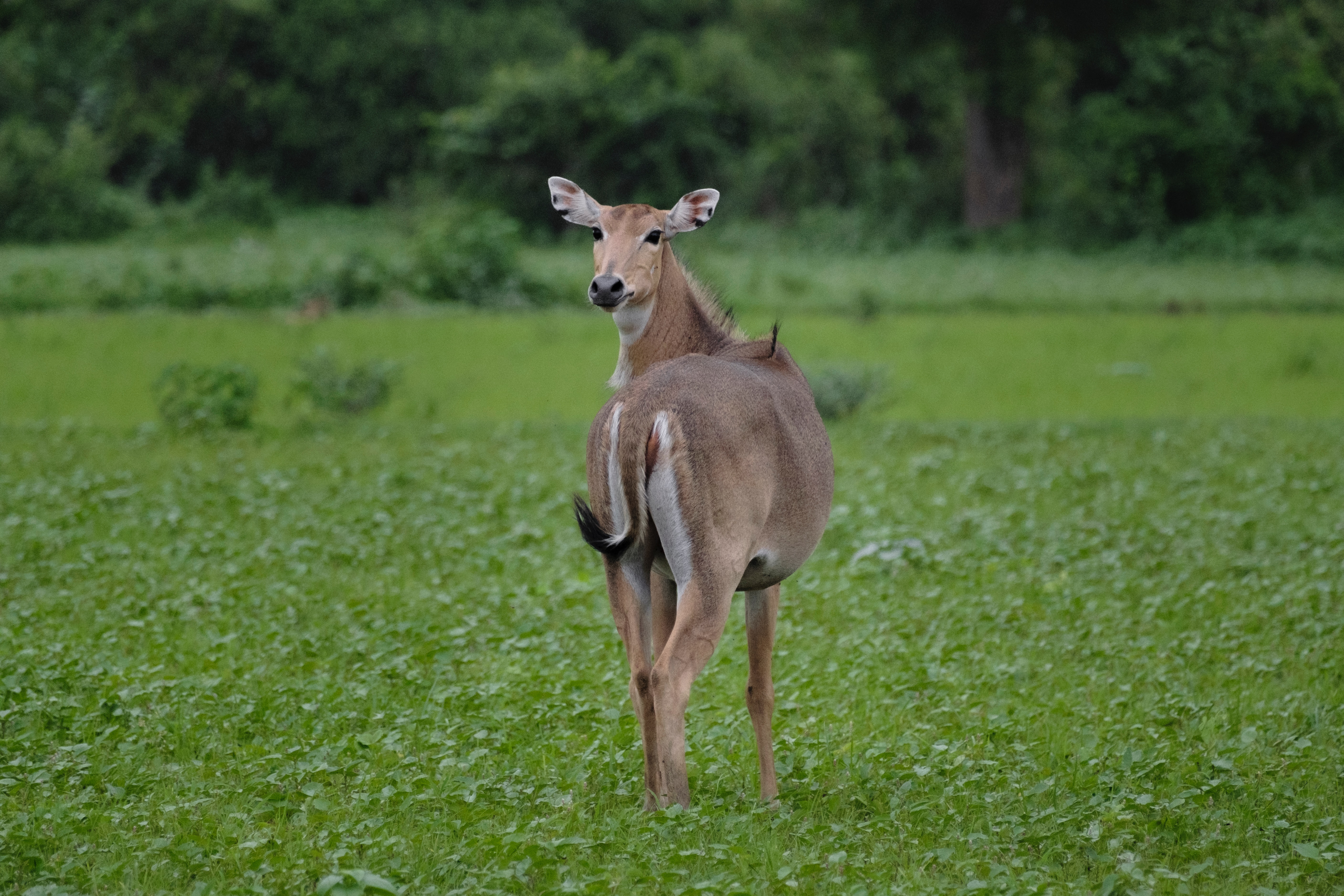 Biodiversity faces threats in Madhesh province due to lack of conservation support