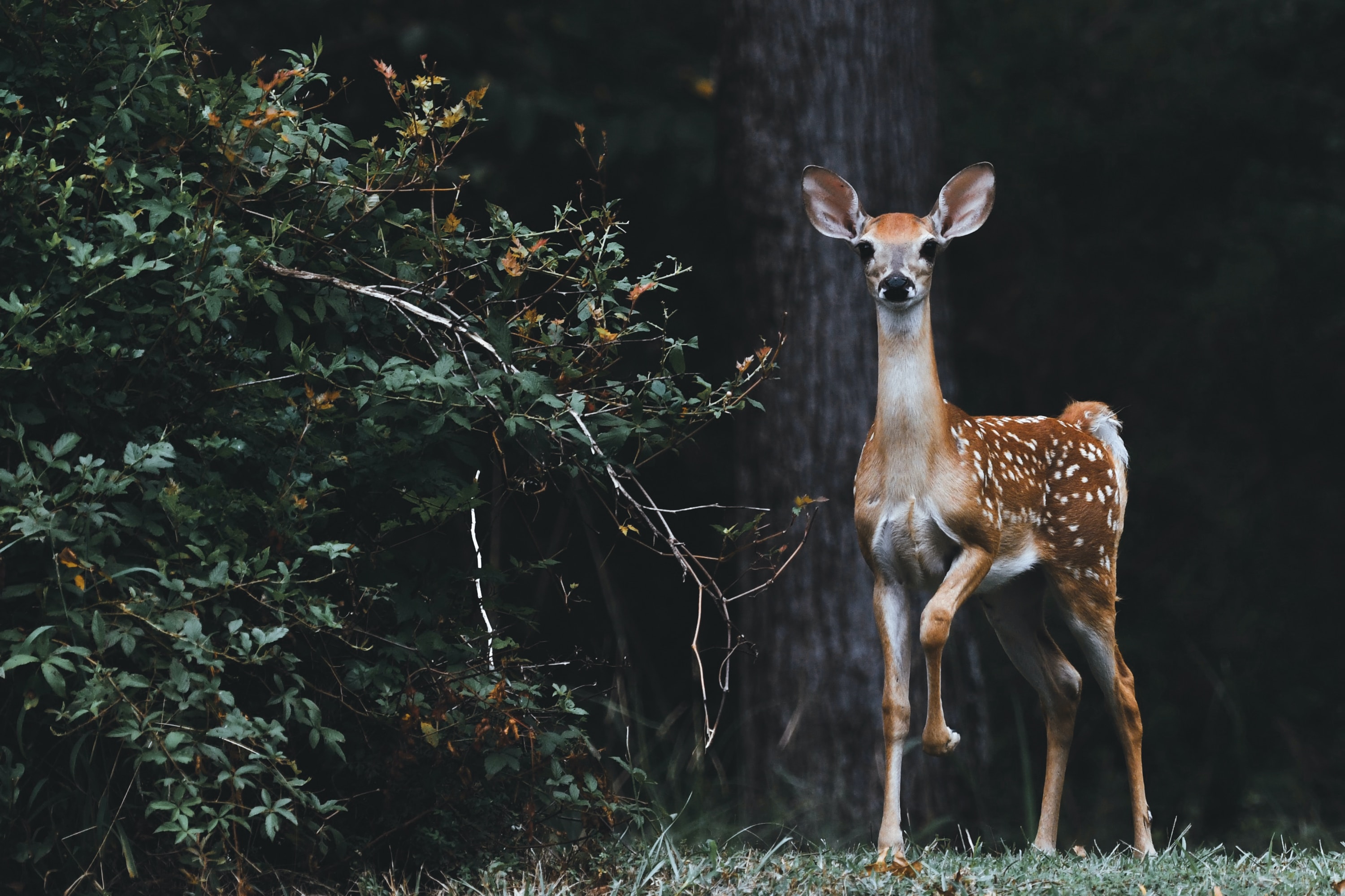 Nepal’s tiger conservation gets tech boost with AI-powered deer tracking