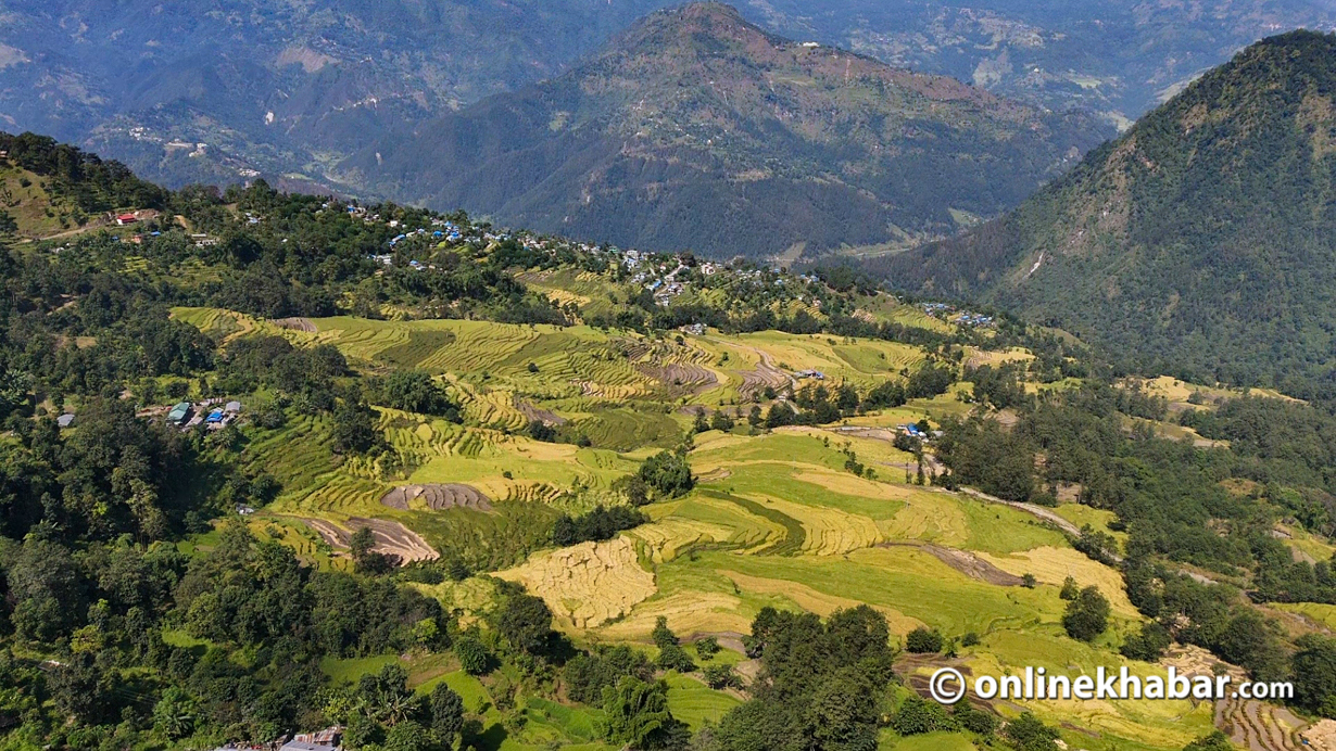 Crisis looms as low rice production struggles to meet growing population