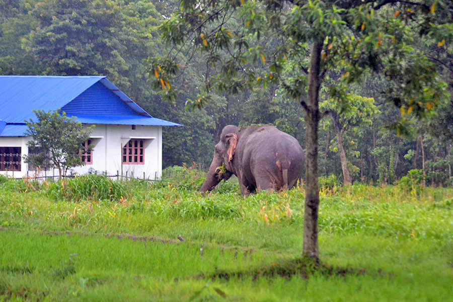 Radio collar installed on aggressive elephant ‘Govinde,’ tusks trimmed