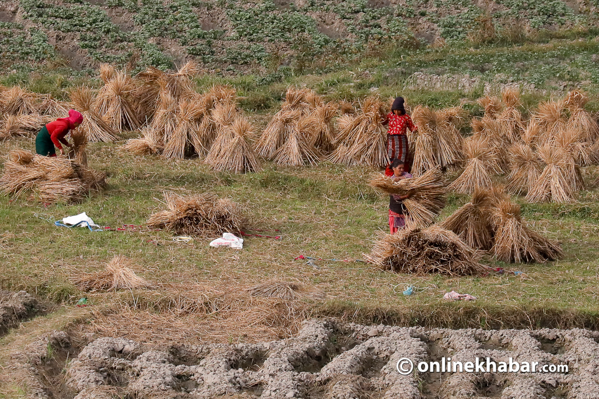 Resolving food insecurity for enhanced health and well-being