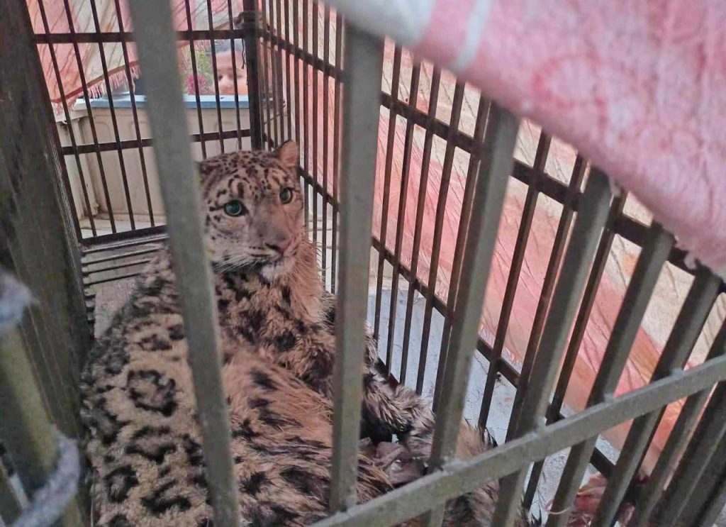 Injured snow leopard brought to Central Zoo from Urlabari