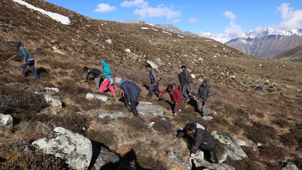 Karnali’s impoverished families struggle as herb collection faces disruption