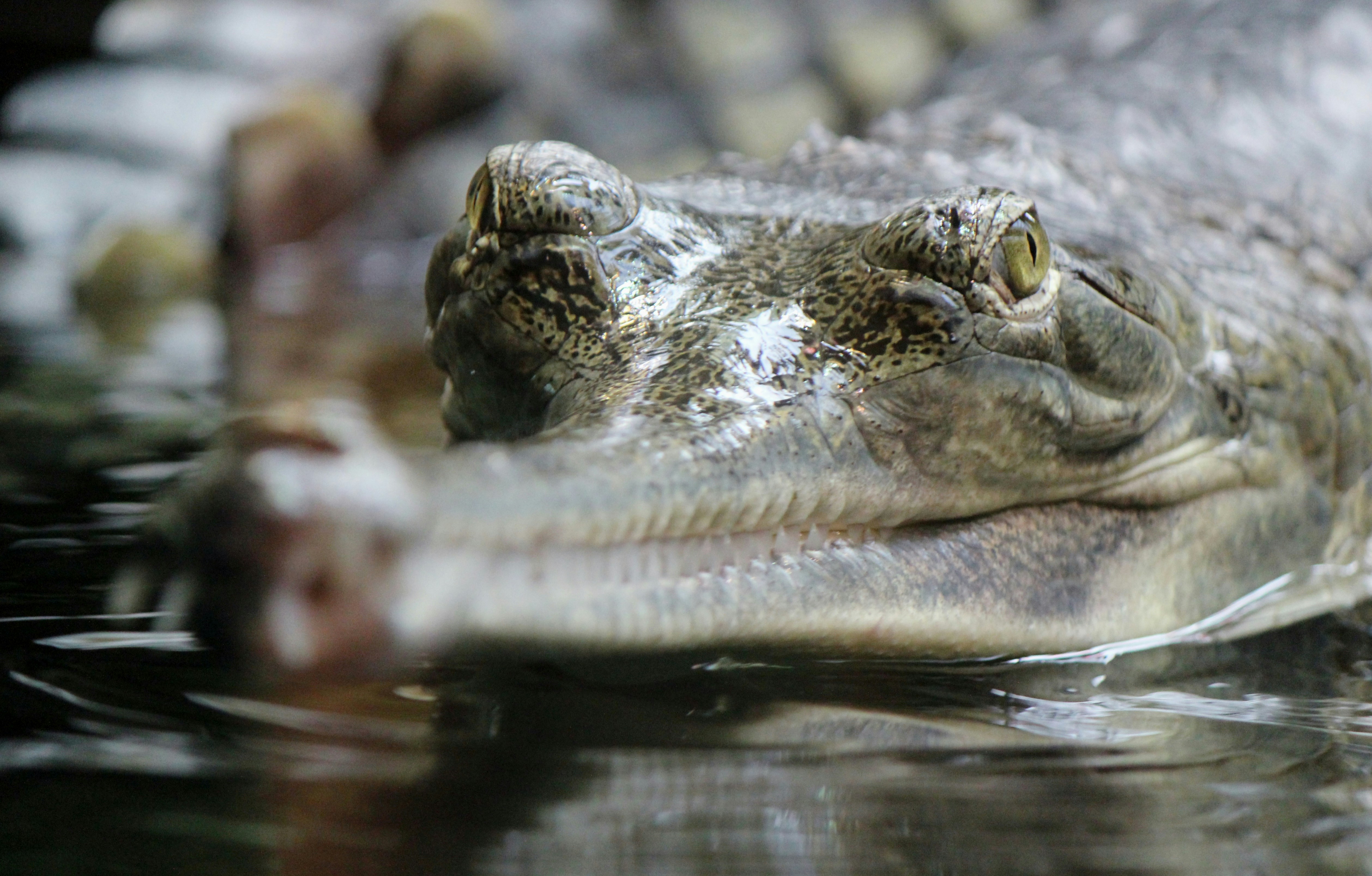 Nepal’s gharial population rises, but threats to the crocs persist