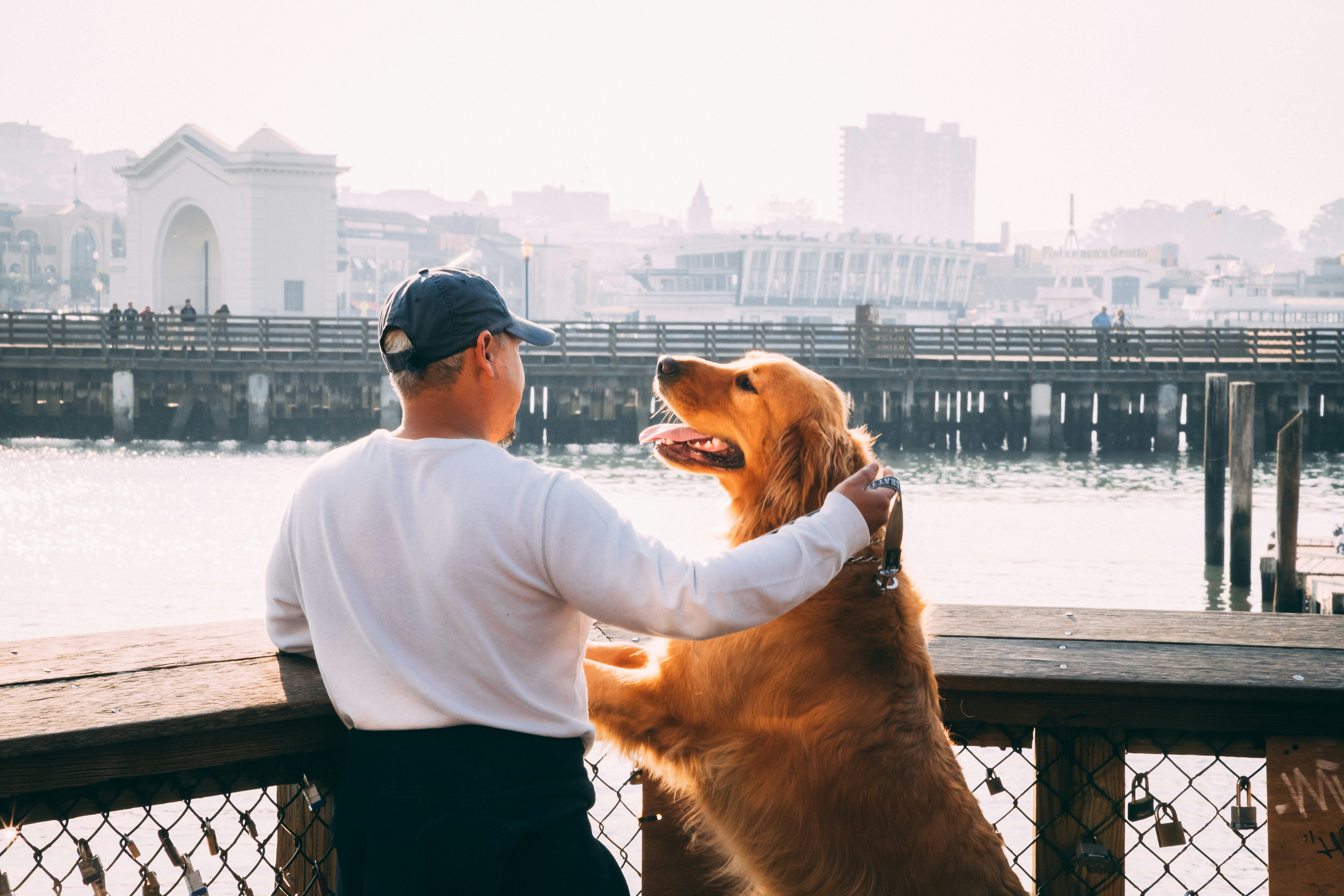 Exploring the impact of animal-assisted therapy on human well-being