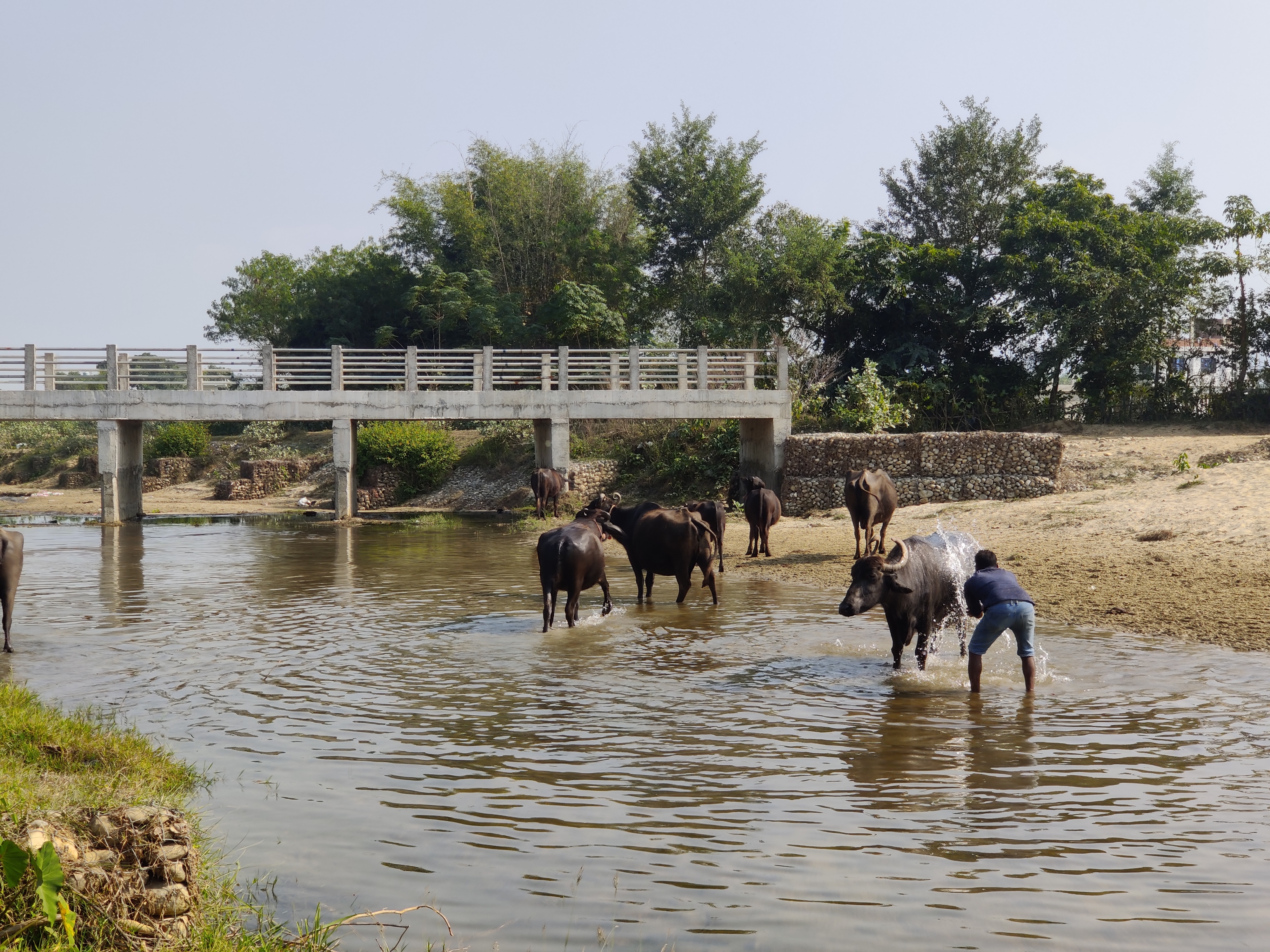 Revitalizing animal husbandry in Nepal: enhancing feed management, infrastructure, and productivity for sustainable growth