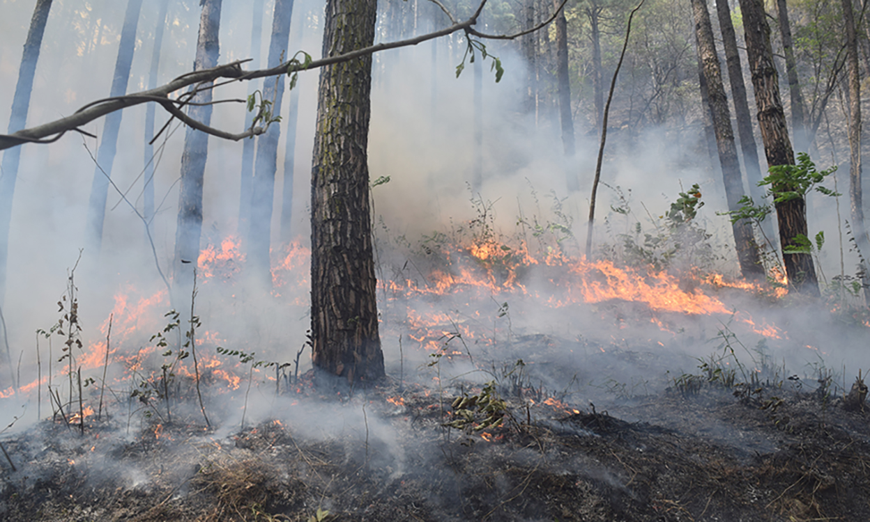 Government neglect fuels annual wildfires, costing lives and homes 