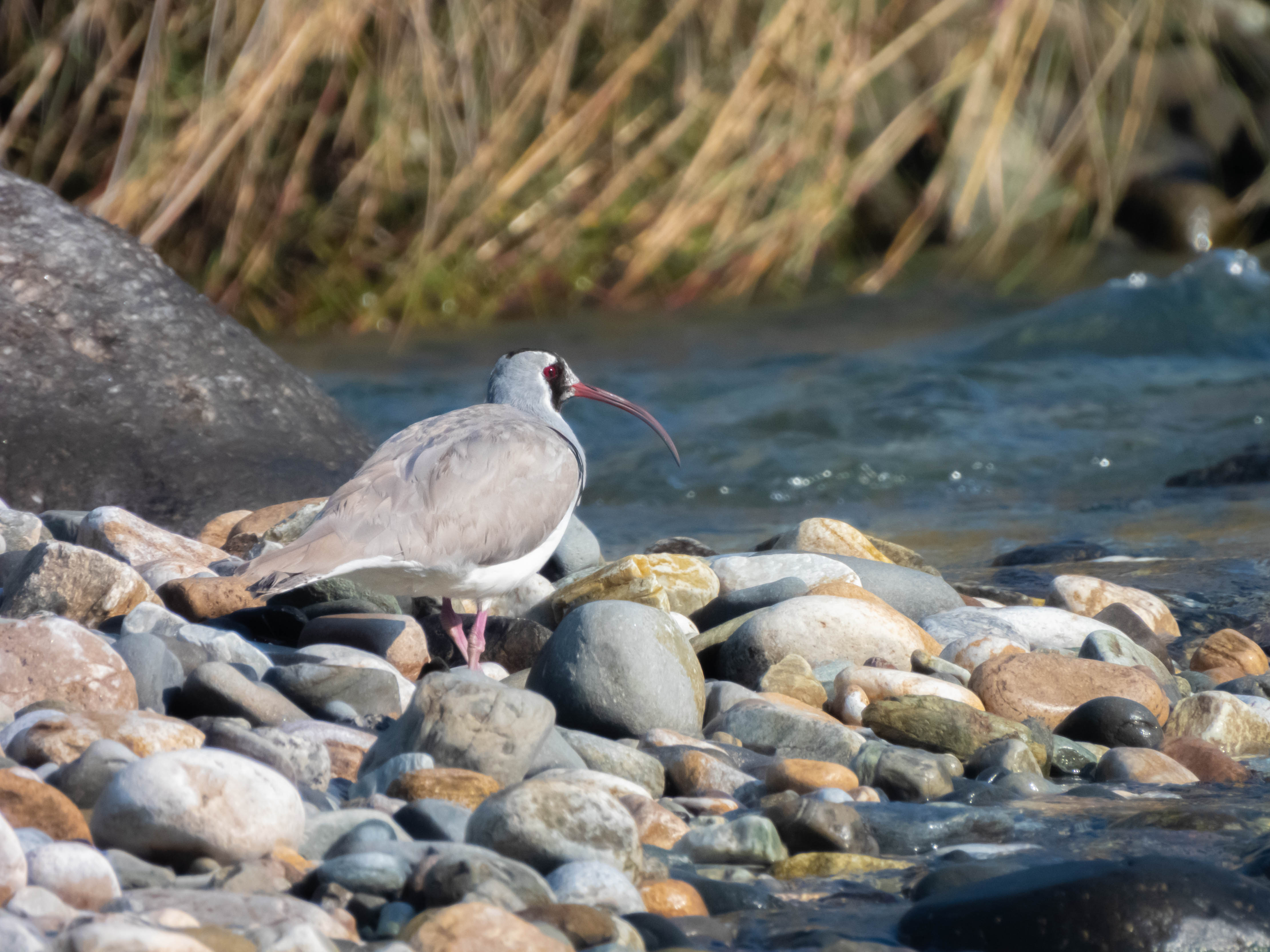 Ibisbill: The secret jewel of Hetauda