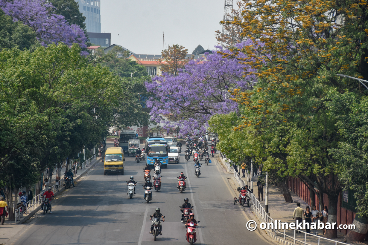 Kathmandu awash in violet: Jacaranda blossoms enchant the cityscape (Photos)