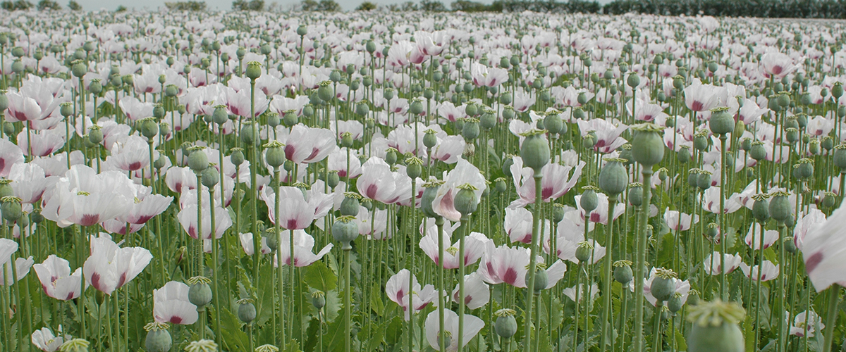 Illegal opium cultivation on 172 ropanis of land destroyed in Rukum Paschim