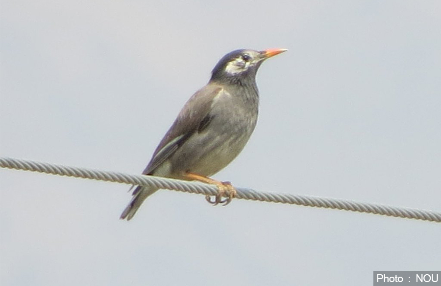 New species of bird found in Upper Mustang