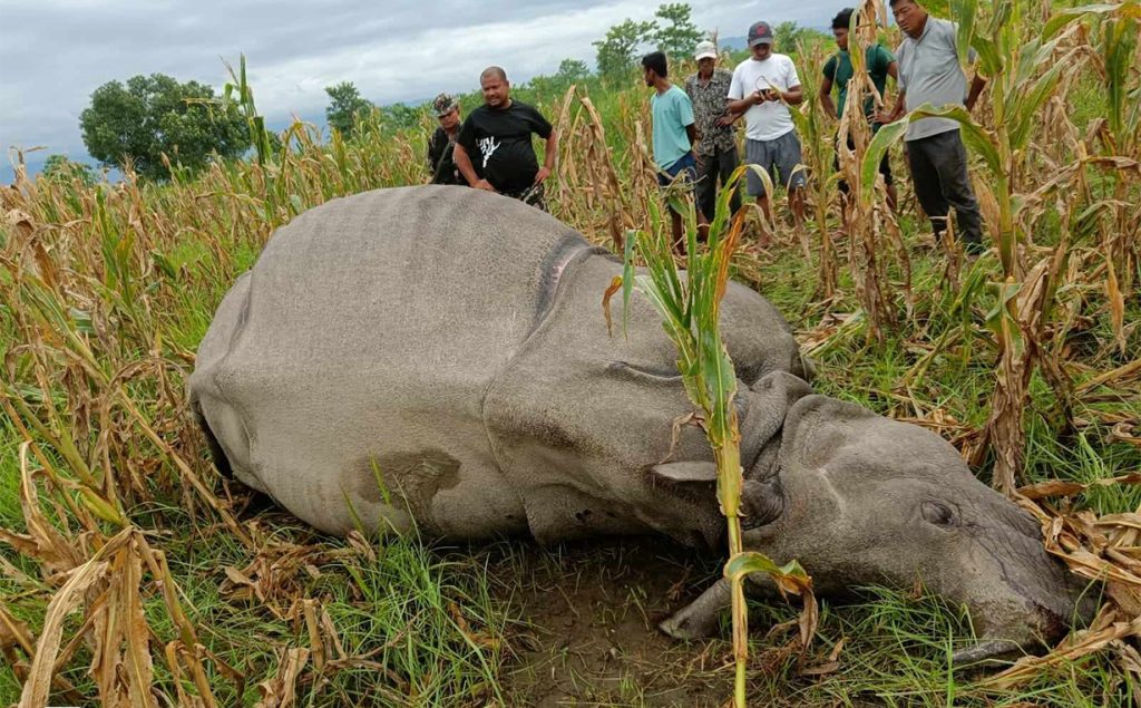 Rhino found dead in Chitwan