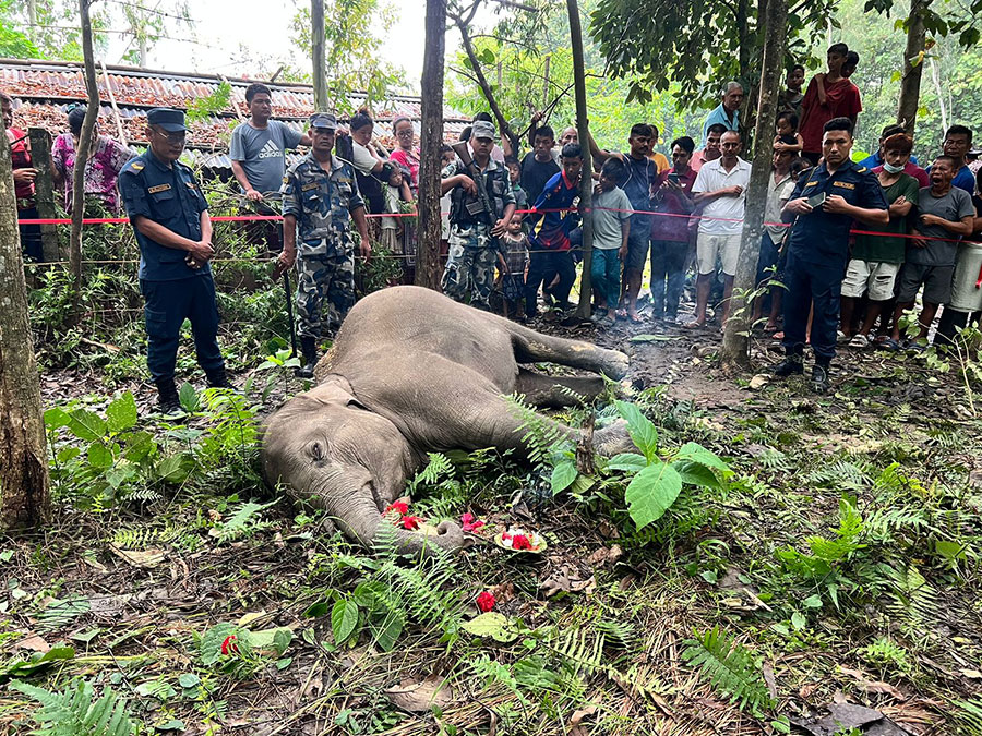 Elephant calf found dead in Morang