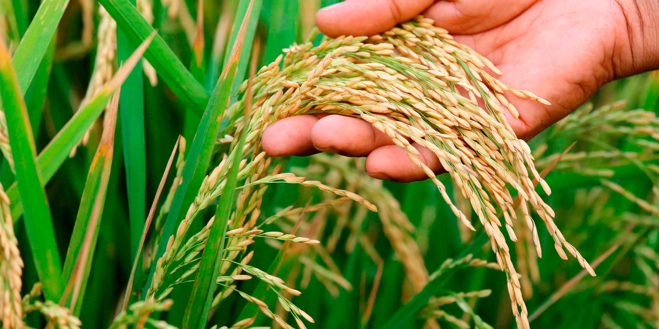 When will Nepal achieve rice self-sufficiency?