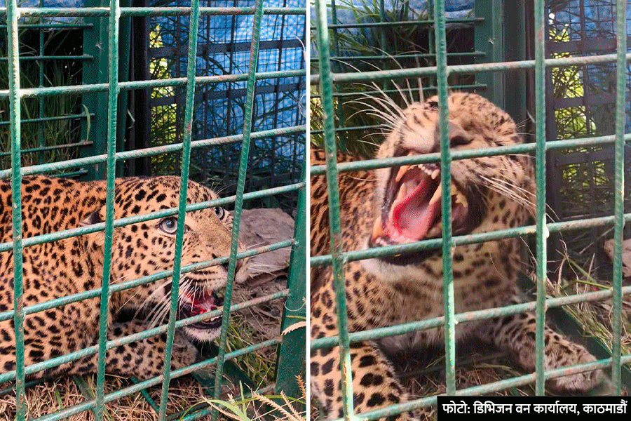 Leopard Captured in Nagarjun by Forest Office using trap