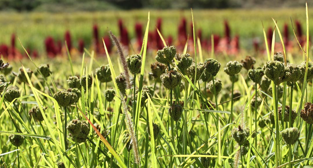 Millet revival: Nepal’s long-lost superfood returns to the spotlight