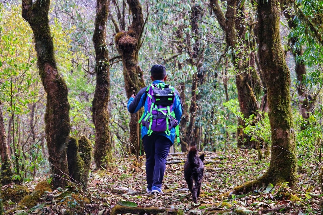 Sheru: The unlikely trekking companion on the Panchase Trail