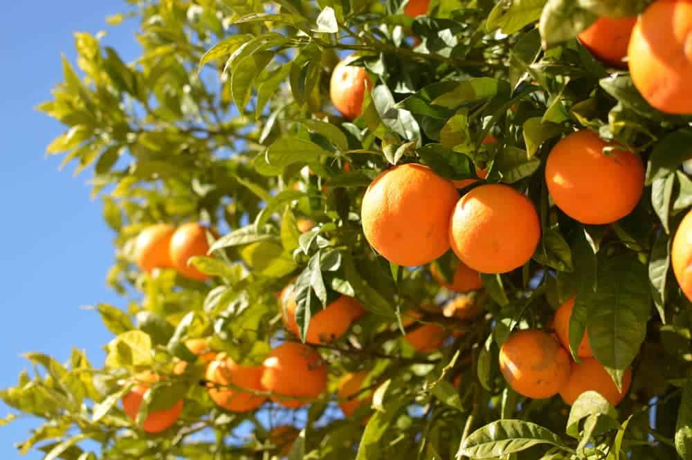 Nepal’s national fruit orange enters peak season: A bounty for farmers and health