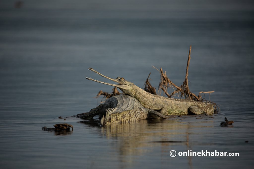 352 Ghariyals found in Rapti and Narayani rivers in CNP