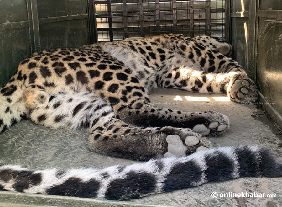 Leopard rescued from Bhangal Chowk, Budhanilkantha