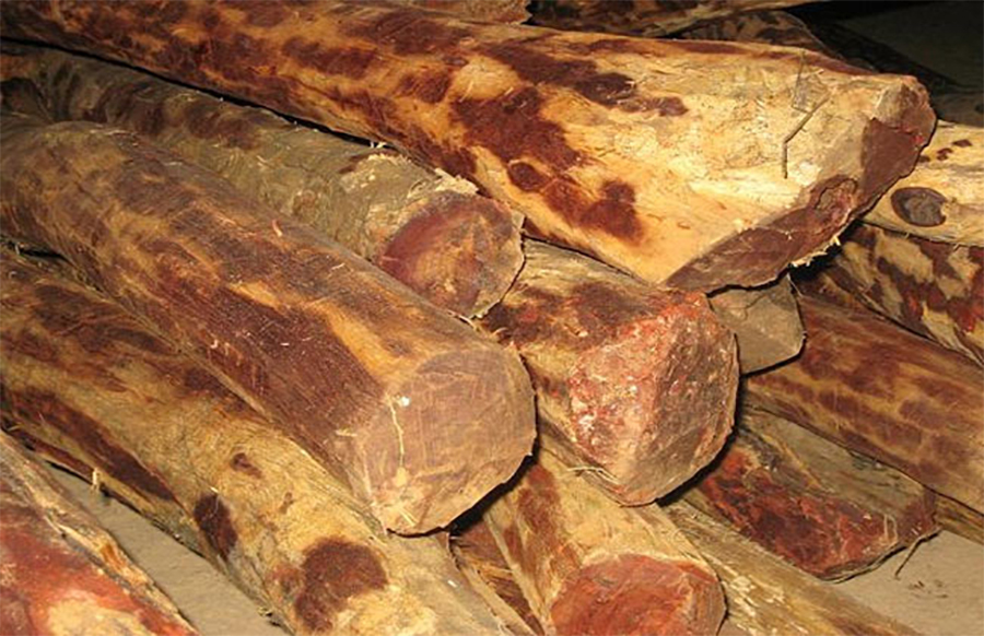 Over 400 kg of red sandalwood seized in Kandaghari