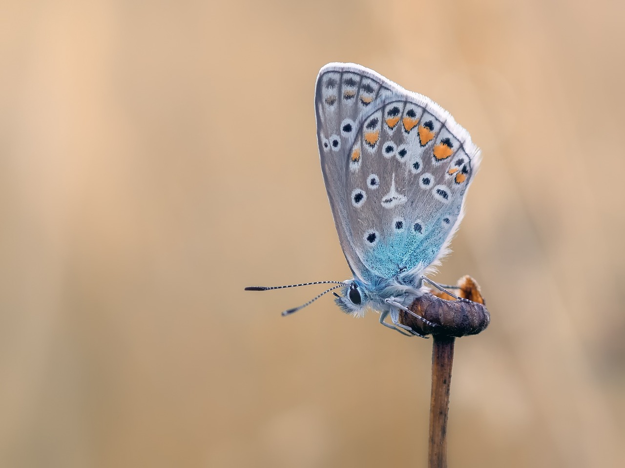 Butterfly conservation: A vital call to protect nature’s silent pollinators