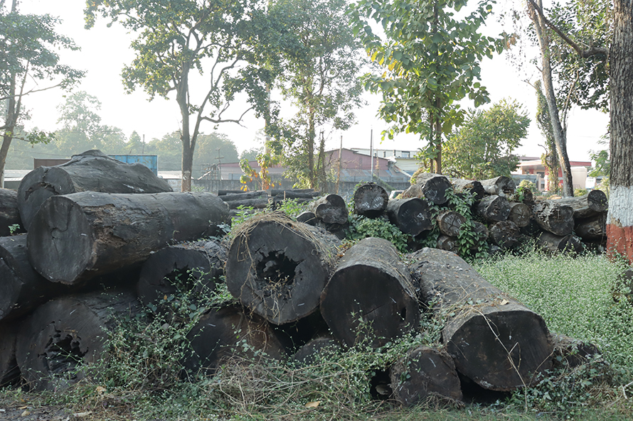 Wood worth Rs 70 million decaying in Dharan