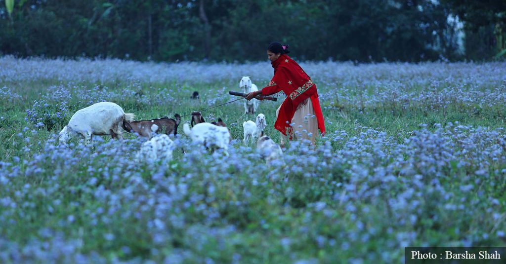 Invasive weeds spread across Nepal, marginalised communities most affected