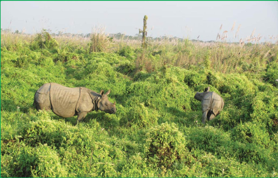 Rhino census halted due to funding shortage