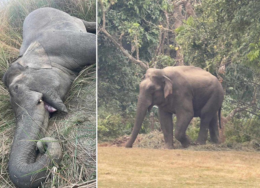 Wild elephant ‘Makuna’ killed by National Park Security in Chitwan